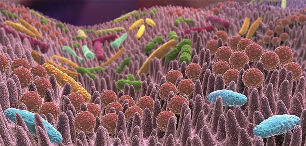 Übergewicht verändert Darmflora Die menschliche Darmflora ist mit ihren rund 2000 Bakterienspezies hochkomplex.