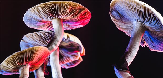 Die natürlich in Pilzen vorkommende psychedelisch wirkendende Substanz Psilocybin wurde bereits in einigen Studien zur Therapie bei Depression, Zwangsstörungen, Suchterkrankungen und anderen psychiatrischen Erkrankungen untersucht.