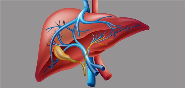 Die neue S3-Leitlinie zu Leberkrebs enthält auch Empfehlungen zur histologischen, immunhistologischen und molekularpathologischen Differenzialdiagnostik bei biliären Karzinomen.