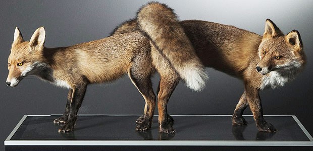 Sex als Motor der Evolution Die neue Sonderausstellung "Sex und Evolution" zeigt im Eingangsbereich sich paarende Tiere. Die Ausstellung nähert sich dem Thema Sexualität ohne falsche Scham, aber nie anzüglich, sondern stets wissenschaftlich.