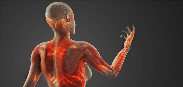 Darstellung einer Frau, die Nervenbahnen sind rot leuchend dargestellt.