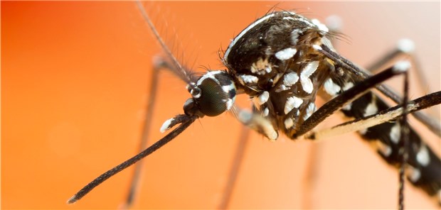 Reisemediziner warnen vor Chikungunya in Myanmar Die tagaktive Tigermücke (Aedes albopictus) überträgt Chikungunya-Viren.