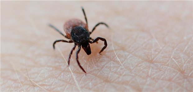 Die von Zecken übertragene Borreliose ist im vergangenen Jahr vor allem in Ostdeutschland und Bayern diagnostiziert worden.