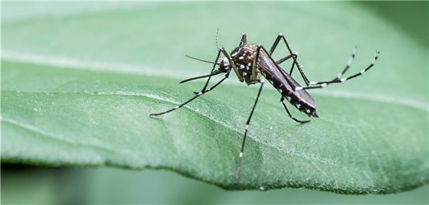 Pilz als Malaria-Bekämpfungsmittel denkbar Die weibliche Anopheles-Mücke benötigt zur Eiablage mindestens eine menschliche oder tierische Blutmahlzeit.