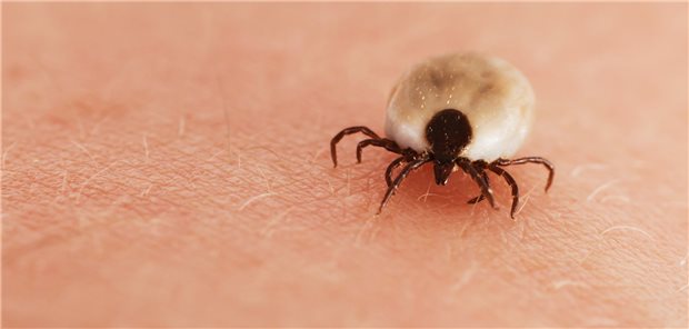 Diese Zecke hat sich bereits vollgesaugt.