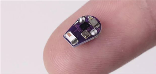 Dieser winzige Sensor misst die Temperatur im Darm von Mäusen mit Morbus Crohn.