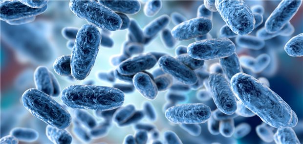 Dieses Bakterium namens Bordetella pertussis löst beim Menschen Keuchhusten aus. Insbesondere bei Säuglingen kann es zu gefährlichen Verläufen kommen.