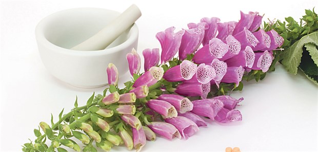 Digitalis-Präparate werden aus der Fingerhutpflanze gewonnen.