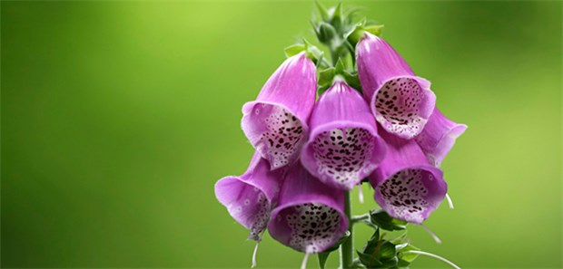 Ein tödlicher Verdacht Digitalis-Präparate werden aus der Fingerhutpflanze gewonnen.