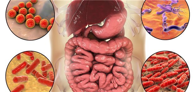 Diverse Bakterienspezies im Darm – ihre unterschiedlichen Einflüsse auch über den Darm hinaus sind bis dato nur marginal erforscht.