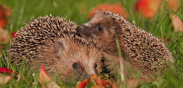 Doppelt hält besser - aber bitte fair!