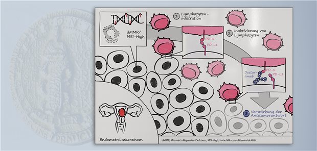 Dostarlimab verstärkt die Antitumorantwort der T-Lymphozyten, indem es an PD-1 bindet und somit die Interaktion von PD-1 mit PD-L1 und PD-L2 verhindert.
