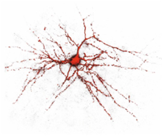 Gendefekt fördert Epilepsie Dreidimensionale Nervenzelle der Großhirnrinde, gefüllt mit rot fluoreszierendem Farbstoff. © MPI für Neurobiologie, Martinsried