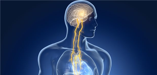 Durch transkutane Stimulation des Nervus vagus am Hals lässt sich die Balance im autonomen Nervensystem bei Rheuma-Patienten möglicherweise wieder herstellen.&#xA;