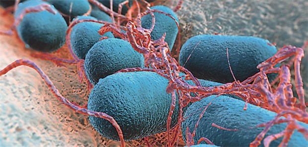 E. coli: Auch in Deutschland werden Colistin-Resistenzen festgestellt.