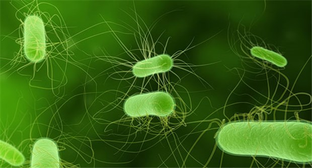 Kommt aus Indien ein neuer Superkeim? E. coli-Bakterien. Solche Keime mit neuer Super-Resistenz wurden bei in Indien und jetzt auch bei Patienten in Europa entdeckt, die in Indien gewesen waren.