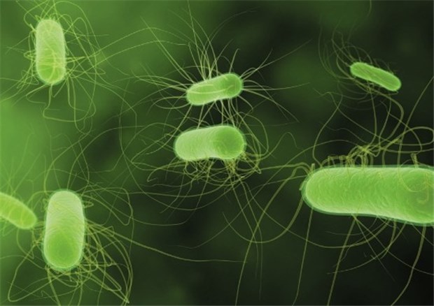 Innovationspreis für darmselektive Antibiose E.-coli sind häufige Durchfall-Bakterien. Das Antibiotikum Rifaximin wirkt nur im Darm, wo die Erreger vorkommen.