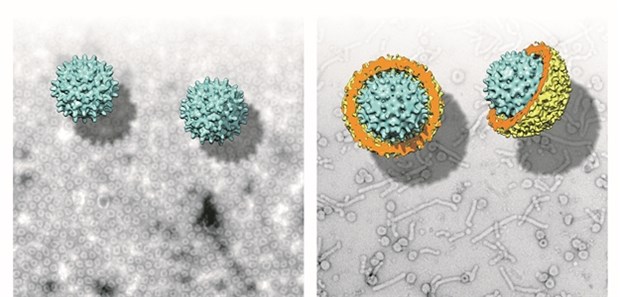Ursprung des Hepatitis-B-Virus in Fischen entdeckt EM-Aufnahmen und 3D-Modelle von Nackednaviren (links) und dem humanen Hepatitis-B-Virus (rechts).