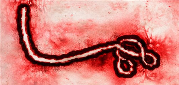 Ebola-Virus. Für Personen, die vor einer Infektion mit dem Virus geschützt werden sollen, ist jetzt ein Impfregime zugelassen worden.