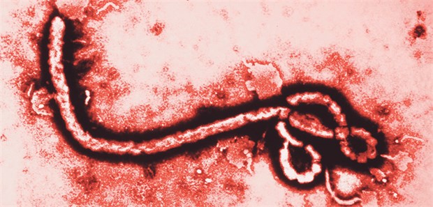 Viele Bürger schätzen Ebola-Risiken falsch ein Ebolavirus: Nur 3,9 Prozent der Befragten beantworteten alle Fragen zur Virusübertragung korrekt.
