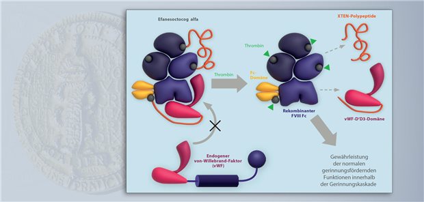 Efanesoctocog alfa ist ein Fusionsprotein aus rekombinantem Faktor VIII, dessen Halbwertszeit und Recycling durch mehrere Modifikationen optimiert wurde.
