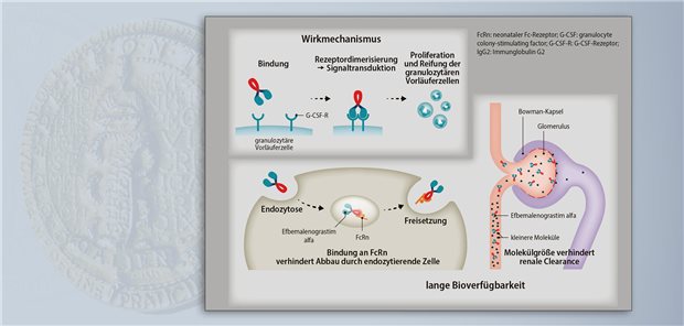 Efbemalenograstim alfa ist ein Fusionsprotein aus einem G-CSF und humanem IgG2-Fc. Es stimuliert die Bildung von Granulozyten. Recycling nach Endozytose und die große Molekülgröße verlängern die Bioverfügbarkeit.  APOGEPHA Arzneimittel GmbH