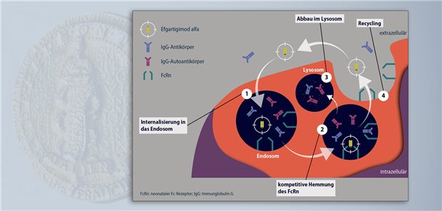 Efgartigimod alfa bindet kompetitiv an den FcRn und verhindert so das Recycling pathogener IgG-Autoantikörper.Diese werden dann im Lysosom abgebaut.  argenx Germany GmbH