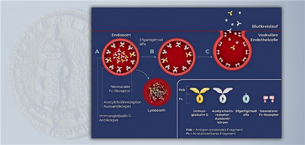 Efgartigimod alfa blockiert den neonatalen Fc-Rezeptor und reduziert dadurch die Serumspiegel der Anti-Acetylcholinrezeptor-Antikörper