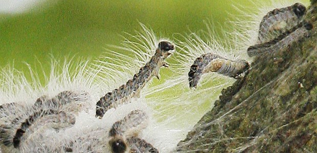 Eine haarige Gefahr Eichen muss man weichen: Wenn Eichenprozessionsspinner den Baum belagern, sollte man einen großen Bogen darum machen.