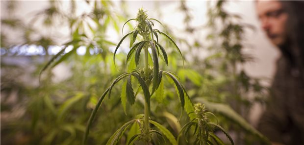 Cannabisgesetz: FDP-Fraktion warnt vor Bürokratiemonster Eigenbedarf im Eigenanbau. Die Ampel plant die kontrollierte Freigabe des Cannabis-Konsums.