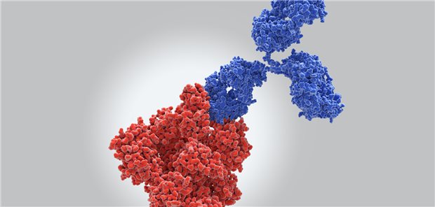 Ein Antikörper (blau) bindet an das Spike-Protein (rot) von SARS-CoV-2.

