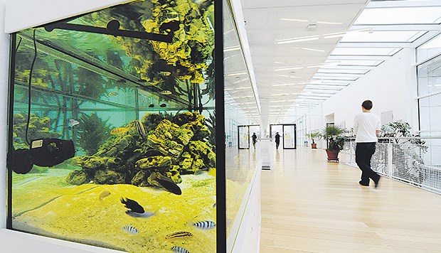 Die "goldenen" Schulmauern am Ammersee Ein Aquarium auf dem Gang, den See vor der Tür: Im Ammerseegymnasium in Dießen lässt sich´s aushalten.