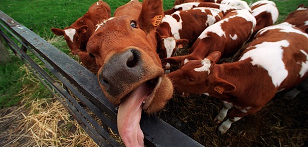 BSE-Schutz – Test erkennt verbotene Tiermehle im Futter Ein Bild, das Erinnerungen an die Jahreswende 2000/2001 weckt, als "Rinderwahn-Fälle" ganz Europa in Atem hielten. Auch wenn hier die Kuh nur ganz harmlos am Zaun leckt.