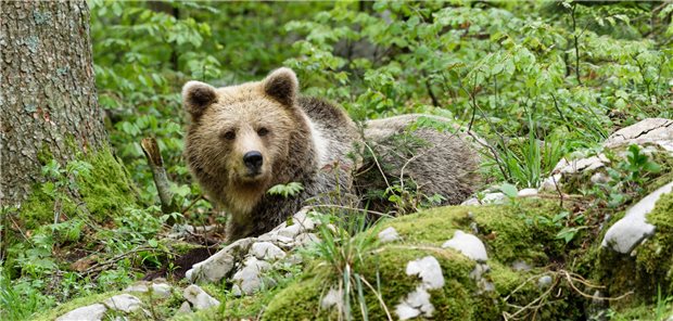 Ein Braunbär erkundet seine Umgebung: Warum Bären im Winterschlaf kein erhöhtes Thromboserisiko haben, hat nun eine deutsche Forschergruppe untersucht.