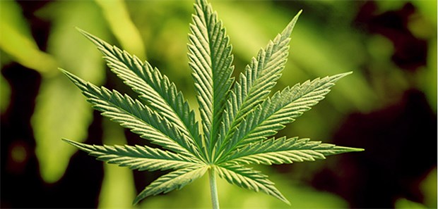 Deutschland ist für Hanf-Industrie ein strategischer Markt Ein Cannabis-Blatt: Medizinal-Cannabis soll in zehn Jahren einen Umsatz von 13 Milliarden Euro in Deutschland generieren.