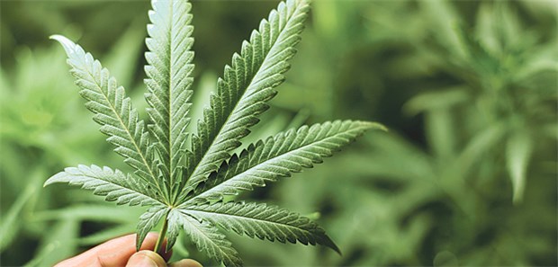 Ein Cannabis-Extrakt könnte bald Basis für eine Fertigarznei werden.