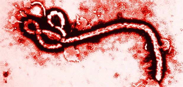 Ist ein Wirkstoff gegen Ebola gefunden? Ein Ebola-Virus in der Vergrößerung.