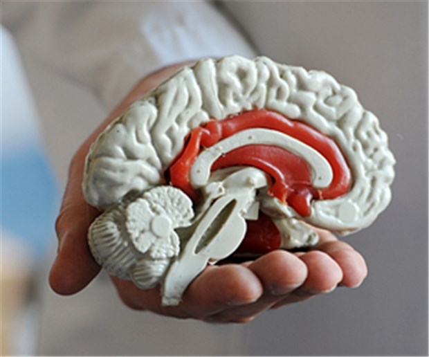 Führt Hirnforschung zu Gedankenkontrolle? Ein Gehirn in der Hand eines Menschen: Über den Schaden und Nutzen der Hirnforschung streiten sich die Wissenschaftler.