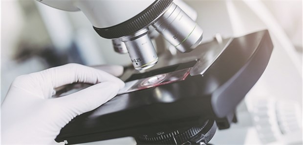 Ein Gewebeschnitt wird beurteilt: Erledigt in Zukunft ein Computerprogramm diese Aufgabe?