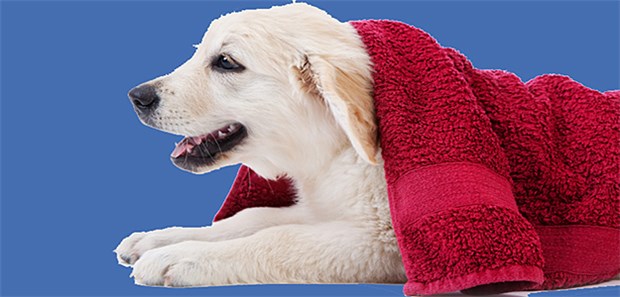 Hundewelpen als Drogenschmuggler missbraucht Ein Golden Retriever-Welpe: Ein Kolumbianer soll in den Bäuchen von Welpenn Drogen über die US-Grenze gebracht haben.