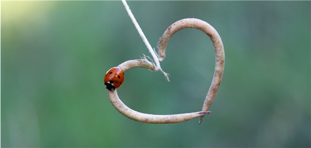 Insektenschutzpaket und Tierwohl-Label auf dem Weg Ein Herz für Insekten: Die Bundesregierung will diese besser schützen.