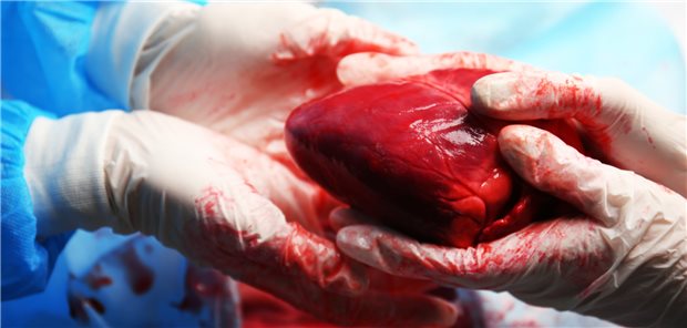 Ein Herz wird für eine Transplantation weitergegeben.
