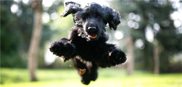 Ein Hund tut der Herzgesundheit gut Ein Hund will sich austoben. Vom Bewegungsdrang der Tiere profitieren auch Hundebesitzer.