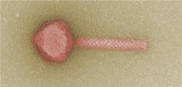 Phagen-Cocktail gegen Pseudomonas Ein Kandidat für die zukünftige Phagentherapie – Bakteriophage gegen multiresistente klinische Stämme von Pseudomonas-Bakterien.