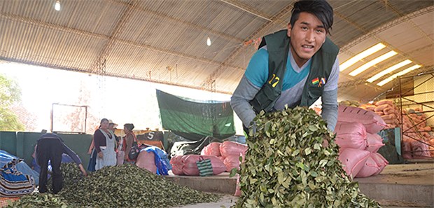 Der unheimliche Koka-Boom Ein Mitarbeiter der staatlichen Koka-Kontrollbehörde schüttelt auf dem Kokamarkt im bolivianischen Sacaba Kokasäcke aus, um die Blätter anschließend etwas zu trocknen.