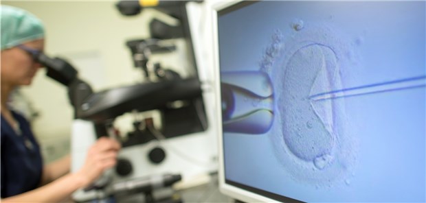 Radikaler Kurswechsel in der Reproduktionsmedizin Ein Monitor in einem Kinderwunschzentrum zeigt eine intrazytoplasmatische Spermieninjektion.
