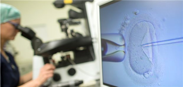 Von einer Sensation zur Standardbehandlung: 40 Jahre Künstliche Befruchtung Ein Monitor zeigt eine Intrazytoplasmatische Spermieninjektion (ICSI).