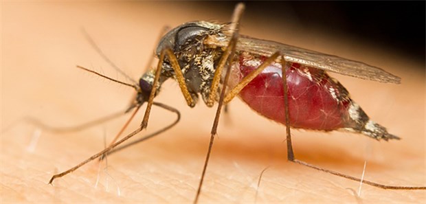 Kann Tabak in Zukunft den Bedarf an Malaria-Arznei decken? Ein Mosquito beim Blutsaugen. Ein Anti-Malaria-Wirkstoff wird aus Beifuß gewonnen, der nun wohl in größeren Mengen produziert werden kann.