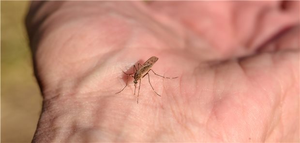 Ein Mosquito kurz vor der Mahlzeit – dem Besitzer der Hand könnte es Dengue oder anderes einbringen. Fachleute rechnen mit mehr Fällen.