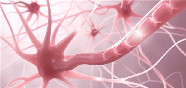 Ein Neuron im Netzwerk – Multiple Sklerose betrifft Neuronen direkt. Sie geht mit vielen Begleitsymptomen einher.